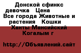 Донской сфинкс девочка › Цена ­ 15 000 - Все города Животные и растения » Кошки   . Ханты-Мансийский,Когалым г.